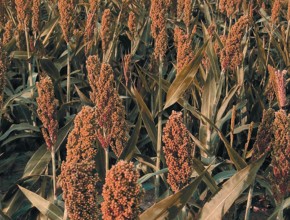 Semente - Sorgo Ponta Negra
