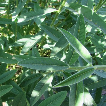 Semente Crotalária Juncea