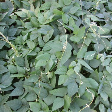 Semente Mucuna Preta