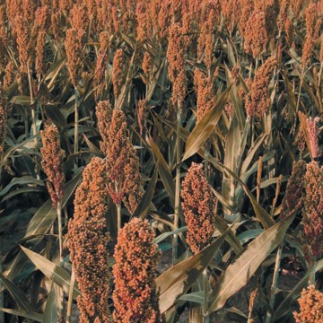 Semente Sorgo Ponta Negra